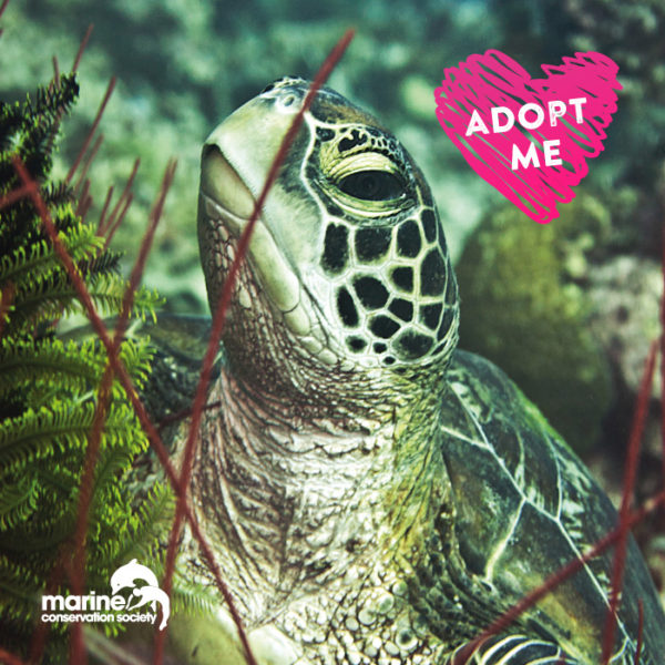 Marine Conservation Society UK – Adopt-a-Turtle programe – Diving with